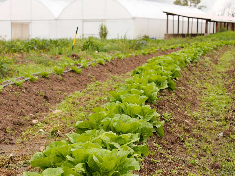 Shambhala Agro-ecológico